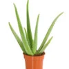 Echte Aloe - Aloe Vera -Gartenbedarf Verkäufe 2024 8670853 PR FS 001 AloeVeraT12DehnerExpressHerzig