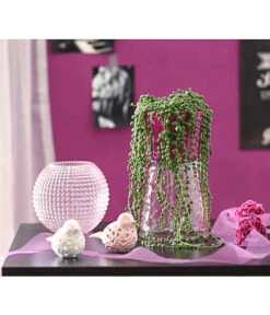 Erbsenpflanze - Senecio Rowleyanus -Gartenbedarf Verkäufe 2024 8677924 PR MO 001 SenecioRowleyanusT11DehnerExpressHerzig