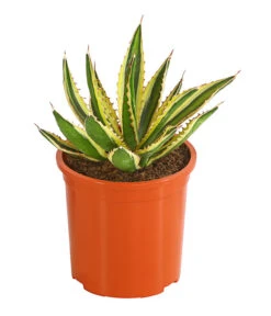 Agave 'Cuba' - Agave, Verschiedene Sorten -Gartenbedarf Verkäufe 2024 8683484 PR FS 001 AgavenMixCubaT12DehnerExpressHerzig