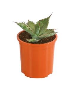 Agave 'Cuba' - Agave, Verschiedene Sorten -Gartenbedarf Verkäufe 2024 8683484 PR FS 004 AgavenMixCubaT12DehnerExpressHerzig