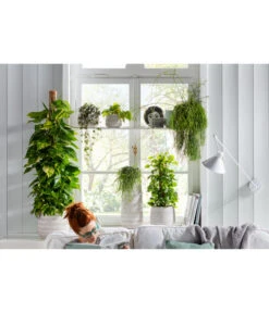 Baumfreund - Philodendron Scandens 'Brasil' -Gartenbedarf Verkäufe 2024 8684524 PR MO 002 RhipsalisMix HungerundSimmeth