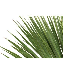 Blaublättrige Palmlilie -Gartenbedarf Verkäufe 2024 8684920 WE DE 001 YuccaRostrataBlaueYuccaPalmlilieT28