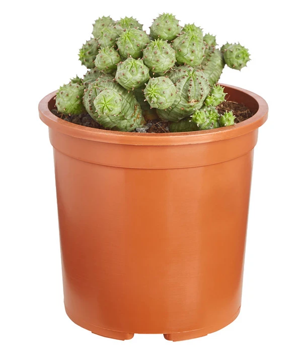 Ungewöhnliche Wolfsmilch - Euphorbia Pseudoglobosa 3 Ungewöhnliche Wolfsmilch - Euphorbia Pseudoglobosa