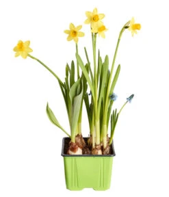 Zwiebelpflanzen-Trio Frühlingsstimmung -Gartenbedarf Verkäufe 2024 8686636 PR FS 001 Zwiebel4erMixT9DehnerExpressZS