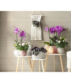 Schmetterlingsorchidee - Phalaenopsis Cultivars -Gartenbedarf Verkäufe 2024 8687071 WE MO 001 Phalaenopsis3TrieberRosaT12GC062021