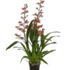 Colmanara-Orchidee - Colmanara 'Andrea' -Gartenbedarf Verkäufe 2024 8687113 PR FS 001 ColmanaraAndreaDehnerExpressHerzig
