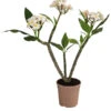 Frangipani - Plumeria Alba 2 Frangipani - Plumeria Alba -Gartenbedarf Verkäufe 2024 8691180 WE FS 001 PlumeriaT18MixOstroFrangipani