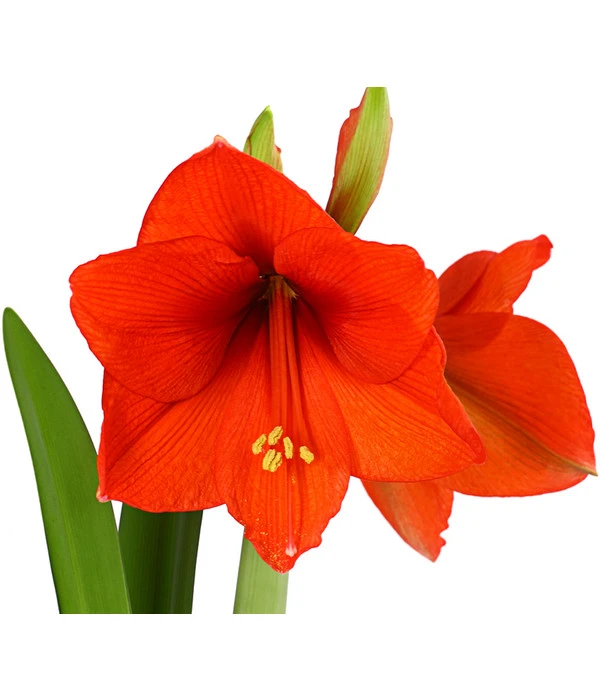 Amaryllis - Hippeastrum-Hybride 10 Amaryllis - Hippeastrum-Hybride – Bild 8