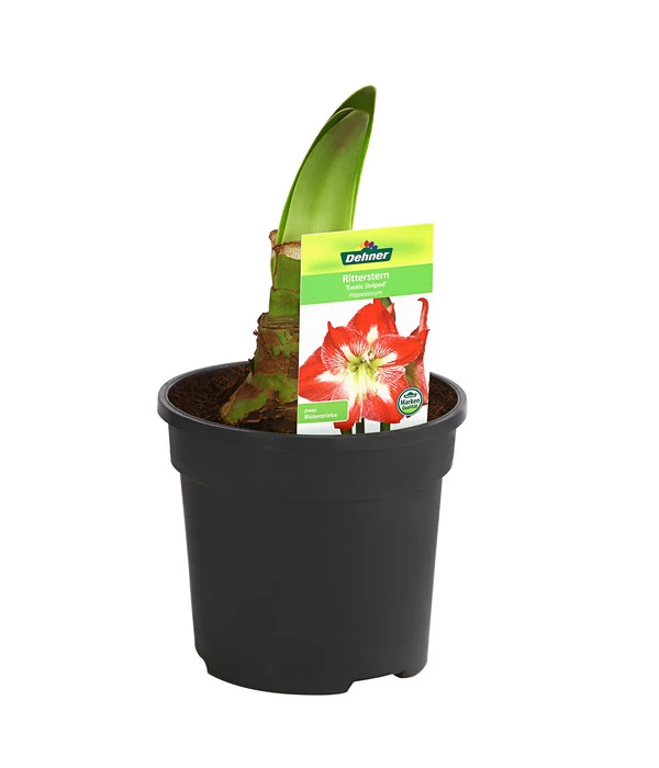 Amaryllis - Hippeastrum-Hybride 3 Amaryllis - Hippeastrum-Hybride