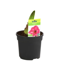 Amaryllis - Hippeastrum-Hybride 13 Amaryllis - Hippeastrum-Hybride -Gartenbedarf Verkäufe 2024 8700809 PR FS 002 HippeastrumRosa2TrDehnerExpressHerzig