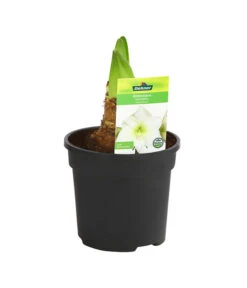 Amaryllis - Hippeastrum-Hybride 15 Amaryllis - Hippeastrum-Hybride -Gartenbedarf Verkäufe 2024 8700809 PR FS 004 HippeastrumArcticWithe2TrDehnerExpressHerzig