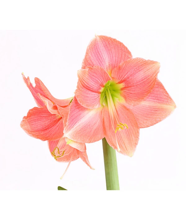 Amaryllis - Hippeastrum-Hybride 11 Amaryllis - Hippeastrum-Hybride – Bild 9