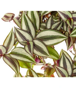 Dreimasterblume - Tradescantia Zebrina 'Violet Hill' 5 Dreimasterblume - Tradescantia Zebrina 'Violet Hill' -Gartenbedarf Verkäufe 2024 8703977 PR DE 001 TradescantiaViolettHillAmpelT18DehnerExpressHerzig