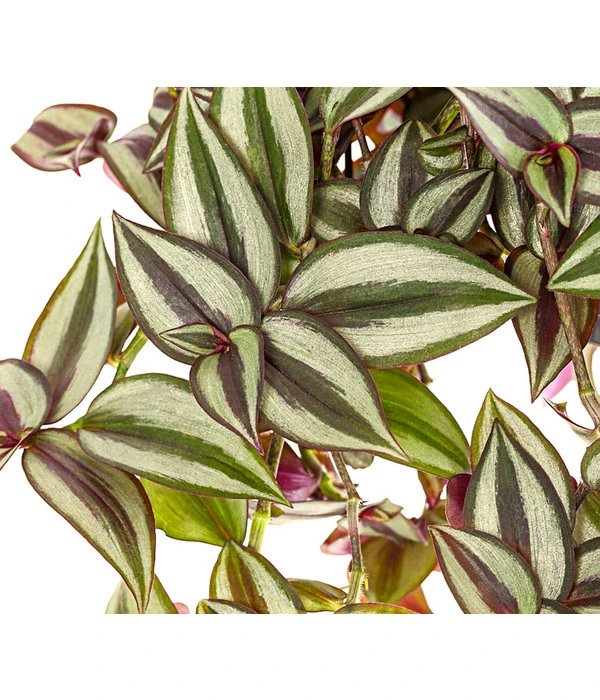 Dreimasterblume - Tradescantia Zebrina 'Violet Hill' 4 Dreimasterblume - Tradescantia Zebrina 'Violet Hill' – Bild 2