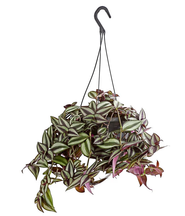 Dreimasterblume - Tradescantia Zebrina 'Violet Hill' 3 Dreimasterblume - Tradescantia Zebrina 'Violet Hill'