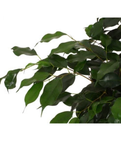 Birkenfeige - Ficus Benjamini 'Danielle' -Gartenbedarf Verkäufe 2024 8704348 PR DE 001 FicusDanielleReginaT27DehnerExpressHerzig