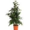 Birkenfeige - Ficus Benjamini 'Danielle' -Gartenbedarf Verkäufe 2024 8704348 PR FS 001 FicusDanielleReginaT27DehnerExpressHerzig