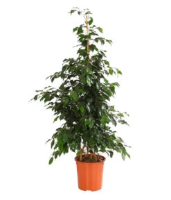 Birkenfeige - Ficus Benjamini 'Danielle'