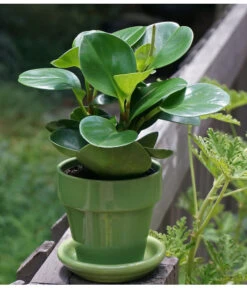 Peperomie - Peperomia Obtusifolia -Gartenbedarf Verkäufe 2024 8705659 PeperomiaObtusifoliaPixbay