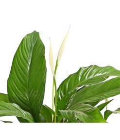 Air So Pure® Einblatt - Spathiphyllum Wallisii 'Bingo' -Gartenbedarf Verkäufe 2024 8705881 WE DE 001 EinblattSpathiphyllumSweetChicoairT17DehnerExpressHerzig