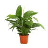 Air So Pure® Einblatt - Spathiphyllum Wallisii 'Bingo' 1 Air So Pure® Einblatt - Spathiphyllum Wallisii 'Bingo' -Gartenbedarf Verkäufe 2024 8705881 WE FS 001 EinblattSpathiphyllumSweetChicoairT17OWDehnerExpressHerzig