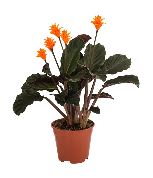 Korbmarante - Calathea Crocata 3 Korbmarante - Calathea Crocata