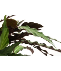 Korbmarante - Calathea Cultivars, Verschiedene Sorten -Gartenbedarf Verkäufe 2024 8712242 PR DE 002 CalatheaMixT21DehnerExpressHerzig