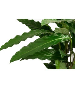 Korbmarante - Calathea Cultivars, Verschiedene Sorten -Gartenbedarf Verkäufe 2024 8712242 PR DE 003 CalatheaMixT21DehnerExpressHerzig