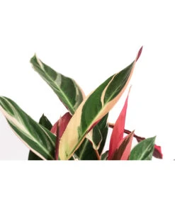 Korbmarante - Calathea Cultivars, Verschiedene Sorten -Gartenbedarf Verkäufe 2024 8712242 PR DE 004 CalatheaMixT21DehnerExpressHerzig
