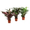 Korbmarante - Calathea Cultivars, Verschiedene Sorten -Gartenbedarf Verkäufe 2024 8712242 PR FS 001 CalatheaMixT21DehnerExpressHerzig