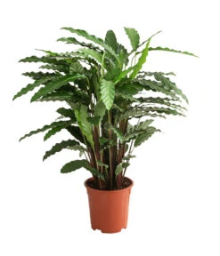 Korbmarante - Calathea Cultivars, Verschiedene Sorten -Gartenbedarf Verkäufe 2024 8712242 PR FS 003 CalatheaMixT21DehnerExpressHerzig