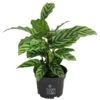 Korbmarante - Calathea 'Freddy' 1 Korbmarante - Calathea 'Freddy' -Gartenbedarf Verkäufe 2024 8712549 PR FS 001 CalatheaFreddyT12 DehnerExpressHerzig