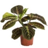 Marante - Maranta Leuconeura 'Fascinator' -Gartenbedarf Verkäufe 2024 8713307 PR FS 001 MarantaLeuconeuraFascinatorT12DehnerExpressHerzig