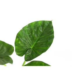 Pfeilblatt - Alocasia Macrorrhiza 7 Pfeilblatt - Alocasia Macrorrhiza -Gartenbedarf Verkäufe 2024 8720013 WE DE 001 AlocasiaMacrorhizzaElefantenohrDehner