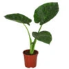Pfeilblatt - Alocasia Macrorrhiza -Gartenbedarf Verkäufe 2024 8720013 WE FS 001 AlocasiaMacrorhizzaElefantenohrDehner