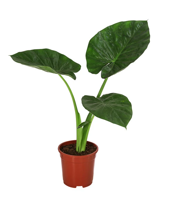 Pfeilblatt - Alocasia Macrorrhiza 3 Pfeilblatt - Alocasia Macrorrhiza