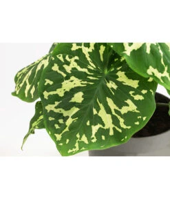 Pfeilblatt - Alocasia Esculenta 'Hilo Beauty' -Gartenbedarf Verkäufe 2024 8720211 WE DE 001 AlocasiaHilobeautyT13