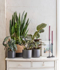 Pfeilblatt - Alocasia Amazonica 'Polly' -Gartenbedarf Verkäufe 2024 8721680 WE MO 001 SansevieriaBlackCoralT17