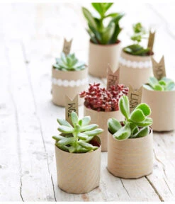 Gartenbedarf Verkäufe 2024 -Gartenbedarf Verkäufe 2024 8722514 PR MO 002 Sukkulenten