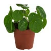 Glückstaler - Pilea Peperomioides 'White Splash' 1 Glückstaler - Pilea Peperomioides 'White Splash' -Gartenbedarf Verkäufe 2024 8723066 WE FS 001 PileaWhiteSplashT13