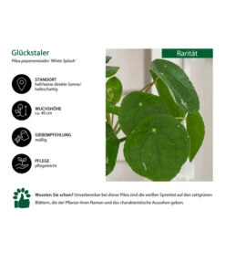 Glückstaler - Pilea Peperomioides 'White Splash' -Gartenbedarf Verkäufe 2024 8723066 WE IG 001 PileaWhiteSplah