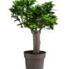 Chinesische Feige - Ficus Microcarpa -Gartenbedarf Verkäufe 2024 8723280 WE FS 001 FicusMicrocarpaT19