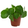 Glückstaler - Pilea Peperomioides 'Sugar' -Gartenbedarf Verkäufe 2024 8731408 WE FS 001 PileaSugarT13