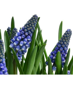 Traubenhyazinthe Im Pottburri®-Topf -Gartenbedarf Verkäufe 2024 8732711 WE DE 001 MuscariBlauPottburriTraubenhyazintheT12cm