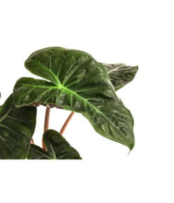 Pfeilblatt - Alocasia Baginda 'Pink Dragon' -Gartenbedarf Verkäufe 2024 8742082 WE DE 001 AlocasiaPinkDragonT11