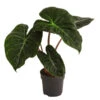 Pfeilblatt - Alocasia Baginda 'Pink Dragon' -Gartenbedarf Verkäufe 2024 8742082 WE FS 001 AlocasiaPinkDragonT11