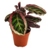 Korbmarante - Calathea 'Angela' -Gartenbedarf Verkäufe 2024 8742272 WE FS 001 CalatheaAngelaT12