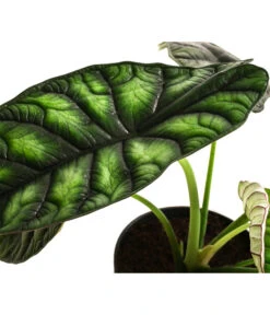 Pfeilblatt - Alocasia Baginda 'Dragon Scale' -Gartenbedarf Verkäufe 2024 8742314 WE DE 002 AlocasiaDragonScaleT14