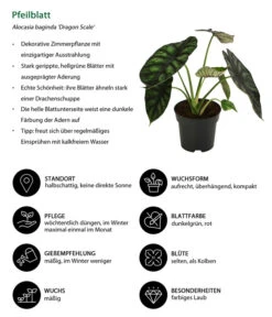 Pfeilblatt - Alocasia Baginda 'Dragon Scale' -Gartenbedarf Verkäufe 2024 8742314 WE IG 001 Pfeilblatt