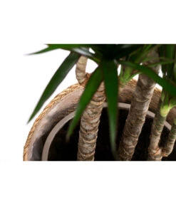 Drachenbaum - Dracaena Marginata, In Seegras-Korb -Gartenbedarf Verkäufe 2024 8742553 WE DE 002 DrachenbaumimKorb